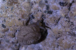Image of Pleurodiscidae