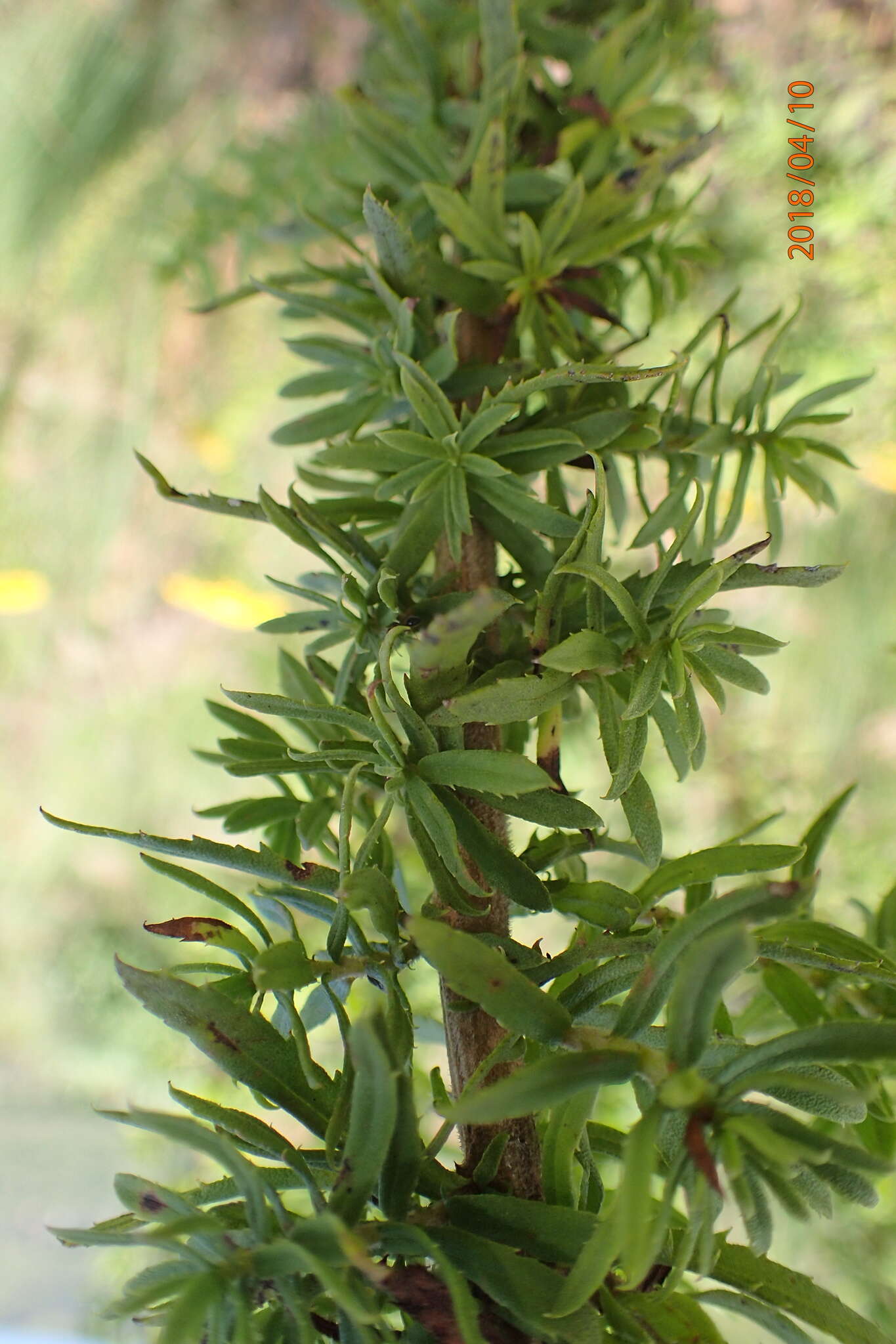 Image de Inulanthera dregeana (DC.) M. Källersjö