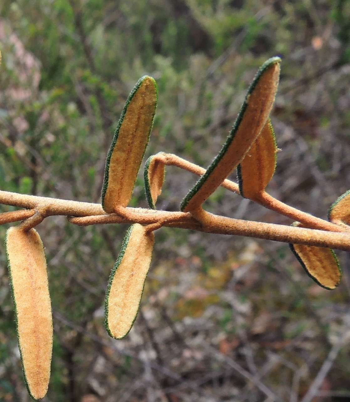 صورة Astrotricha ledifolia DC.