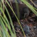 Image of Inaccessible Island Rail