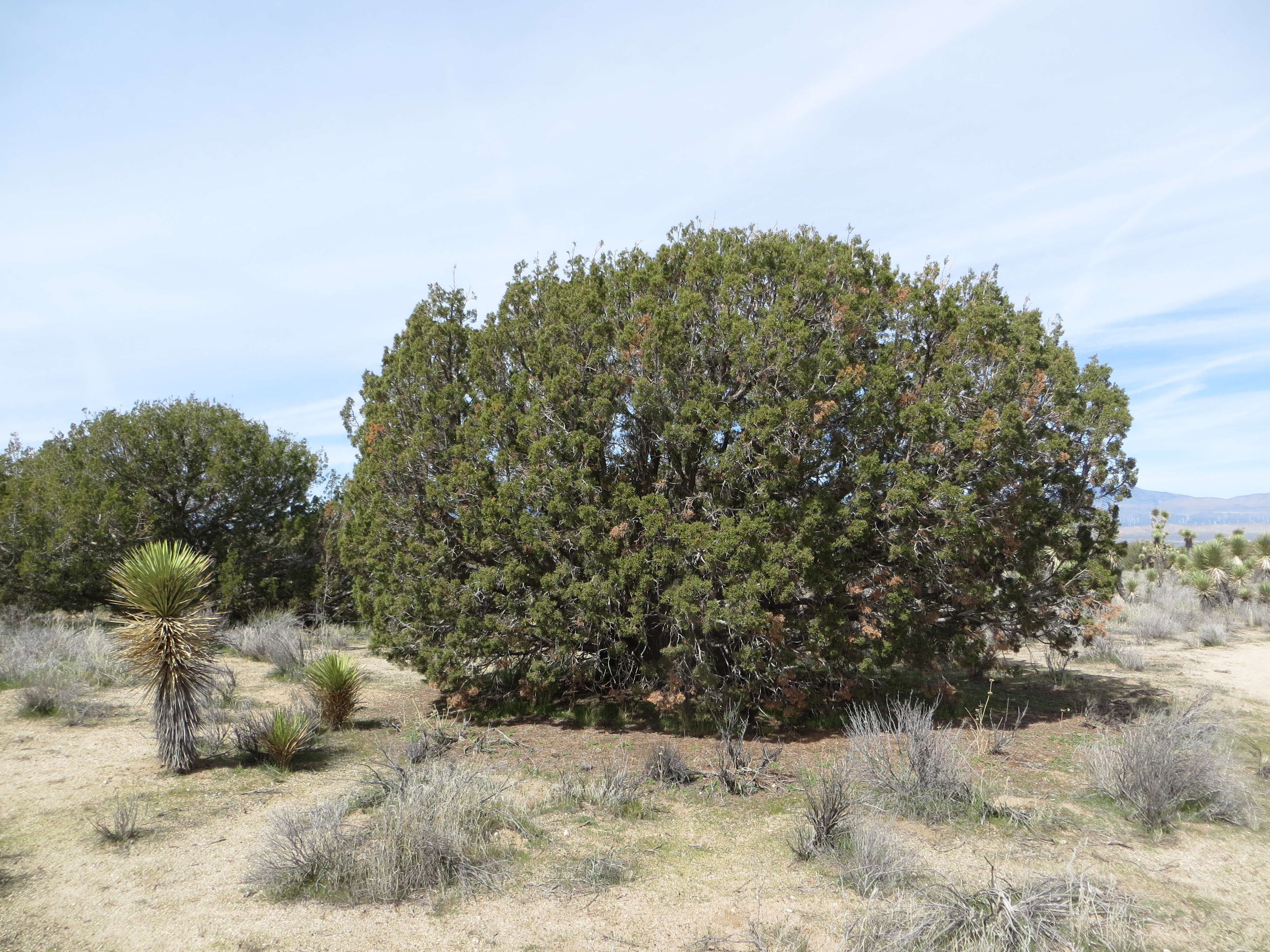 Sivun Juniperus californica Carrière kuva