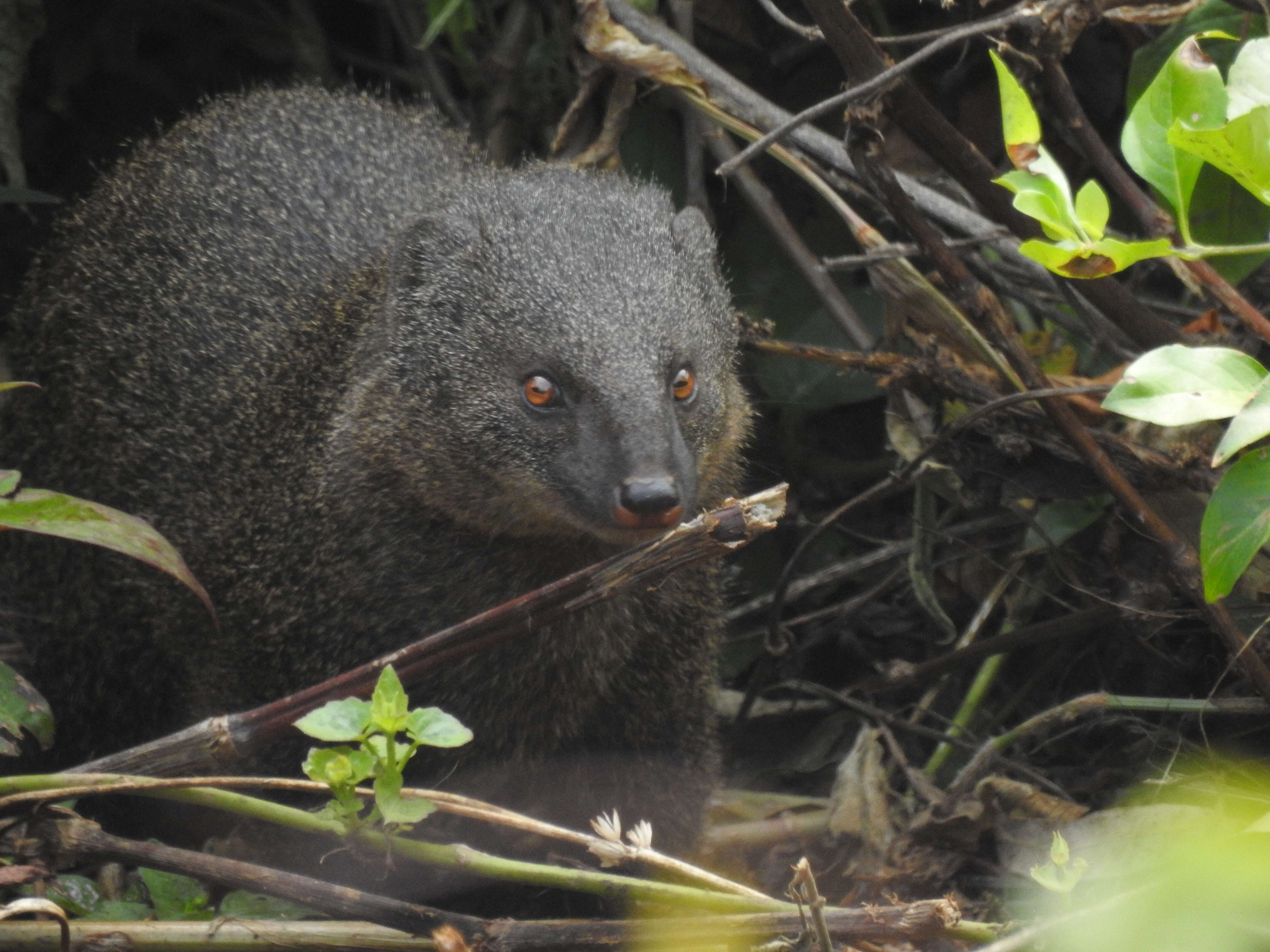 Image of Brown Mongoose