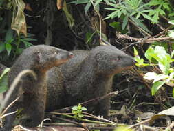 Image of Brown Mongoose