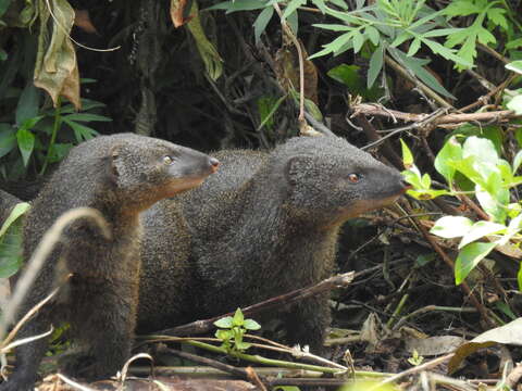 Herpestes fuscus Waterhouse 1838 resmi