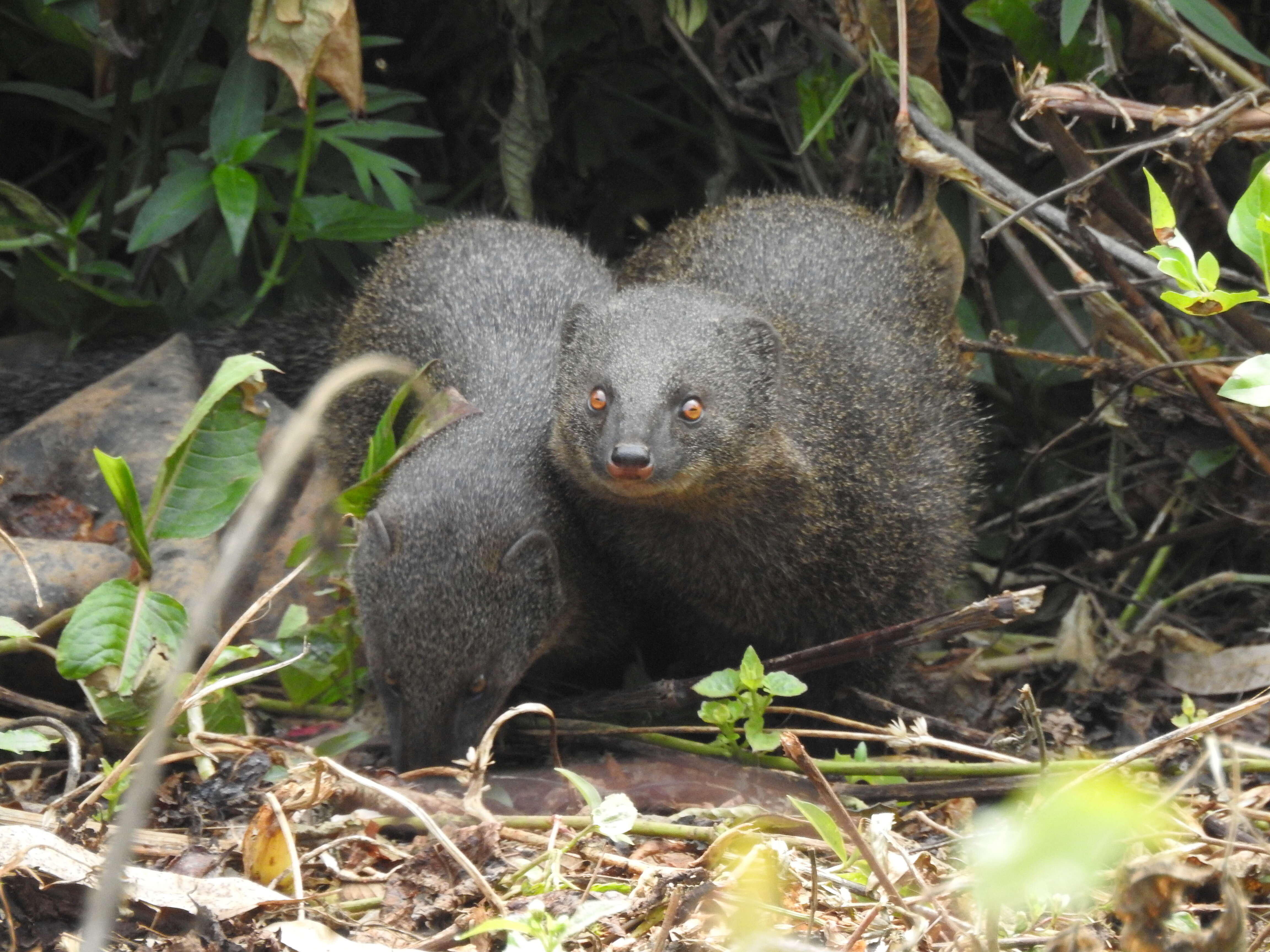 Image of Brown Mongoose