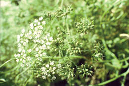 Image of anise burnet saxifrage