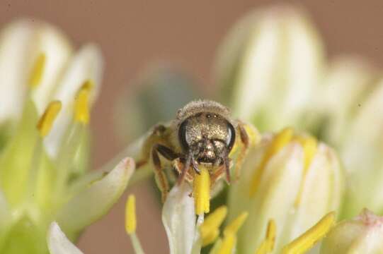 Halictus vestitus Lepeletier 1841的圖片