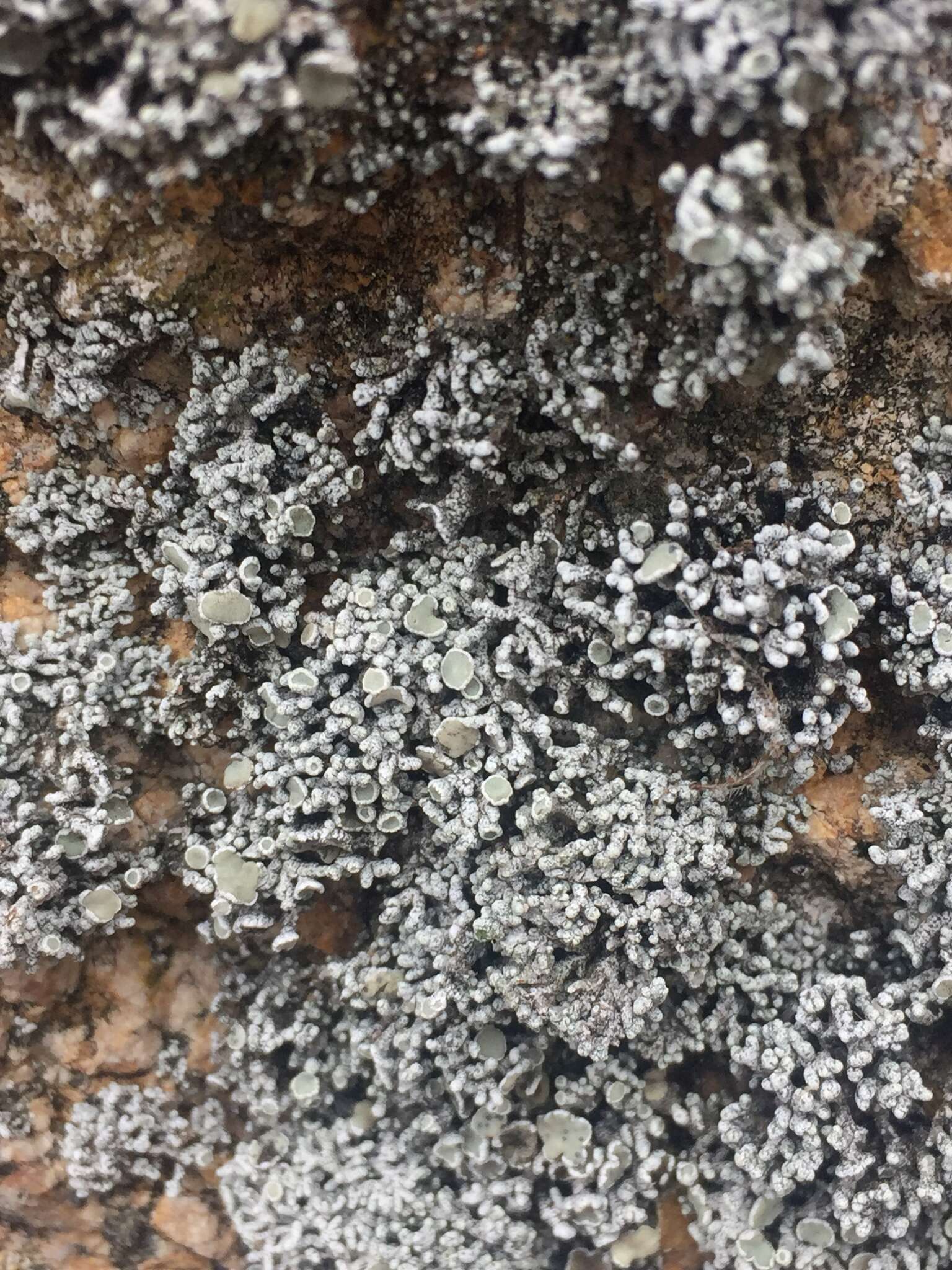 Image of Bolander's cladidium lichen