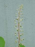 Image of American Nightshade