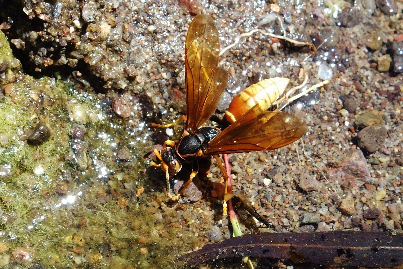 Image of <i>Polistes <i>comanchus</i></i> comanchus