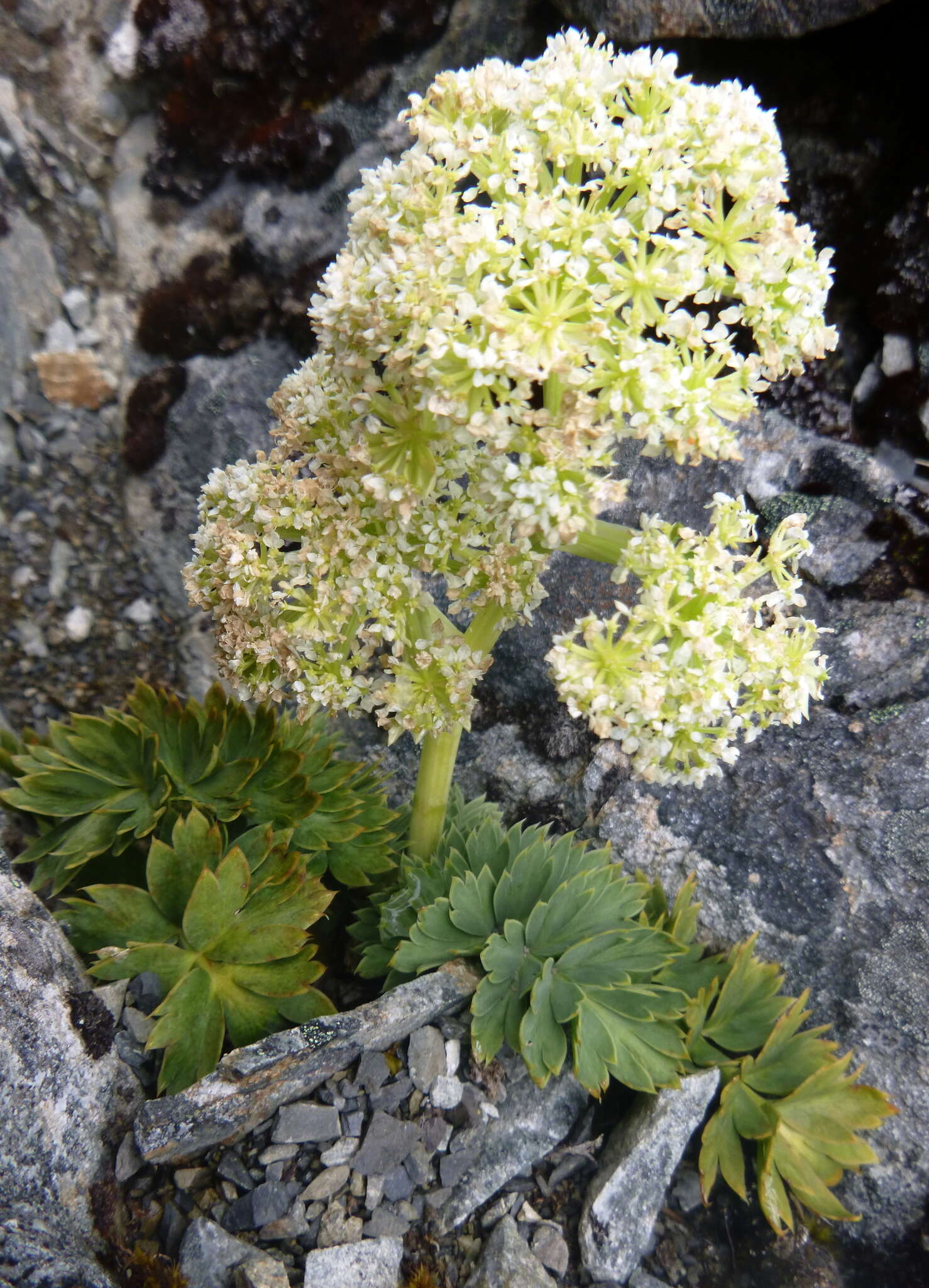 Anisotome pilifera (Hook. fil.) Cockayne & Laing的圖片