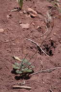 Image of kidneyshape buckwheat