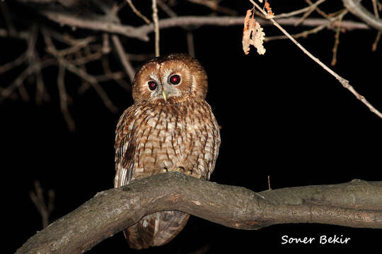 Image of Tawny Owl