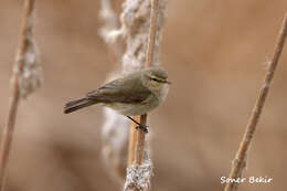 Image of Common Chiffchaff