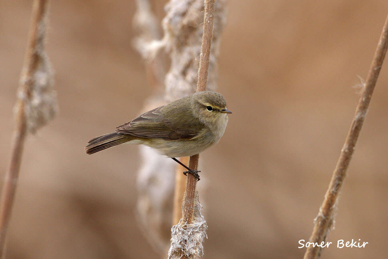 Image of Common Chiffchaff