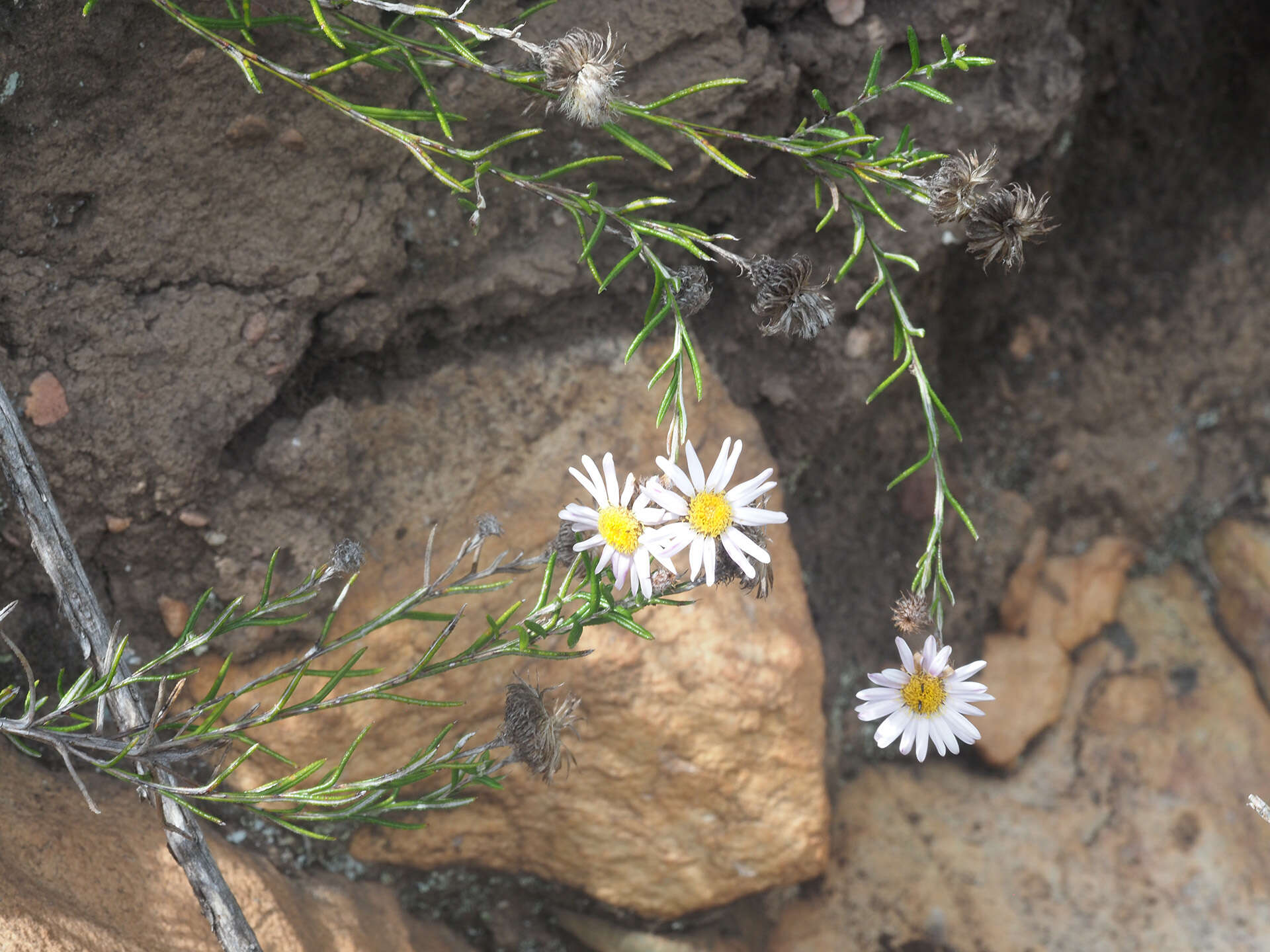 Image of Athrixia heterophylla (Thunb.) Less.