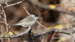 Image of Blackcap