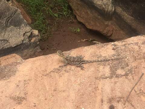 Image of Agama lionotus dodomae Loveridge 1923