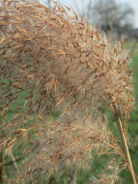 Image of common reed