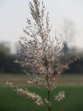 Image of common reed