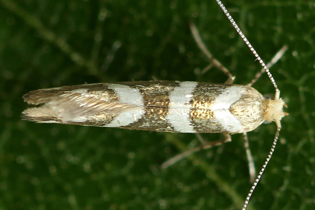 Imagem de Argyresthia goedartella Linnaeus 1758