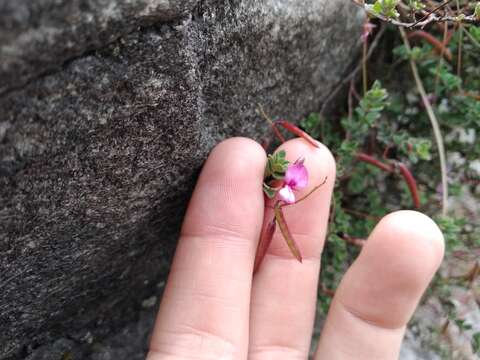 Image of Indigofera sarmentosa L. fil.