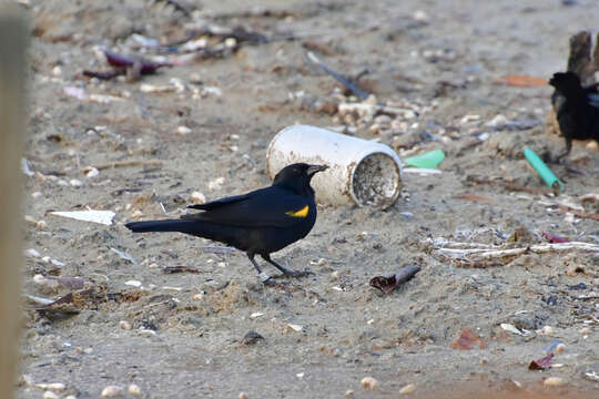 Image of Yellow-shouldered Blackbird