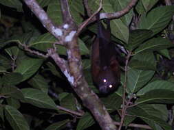 Image of Admiralty Flying Fox