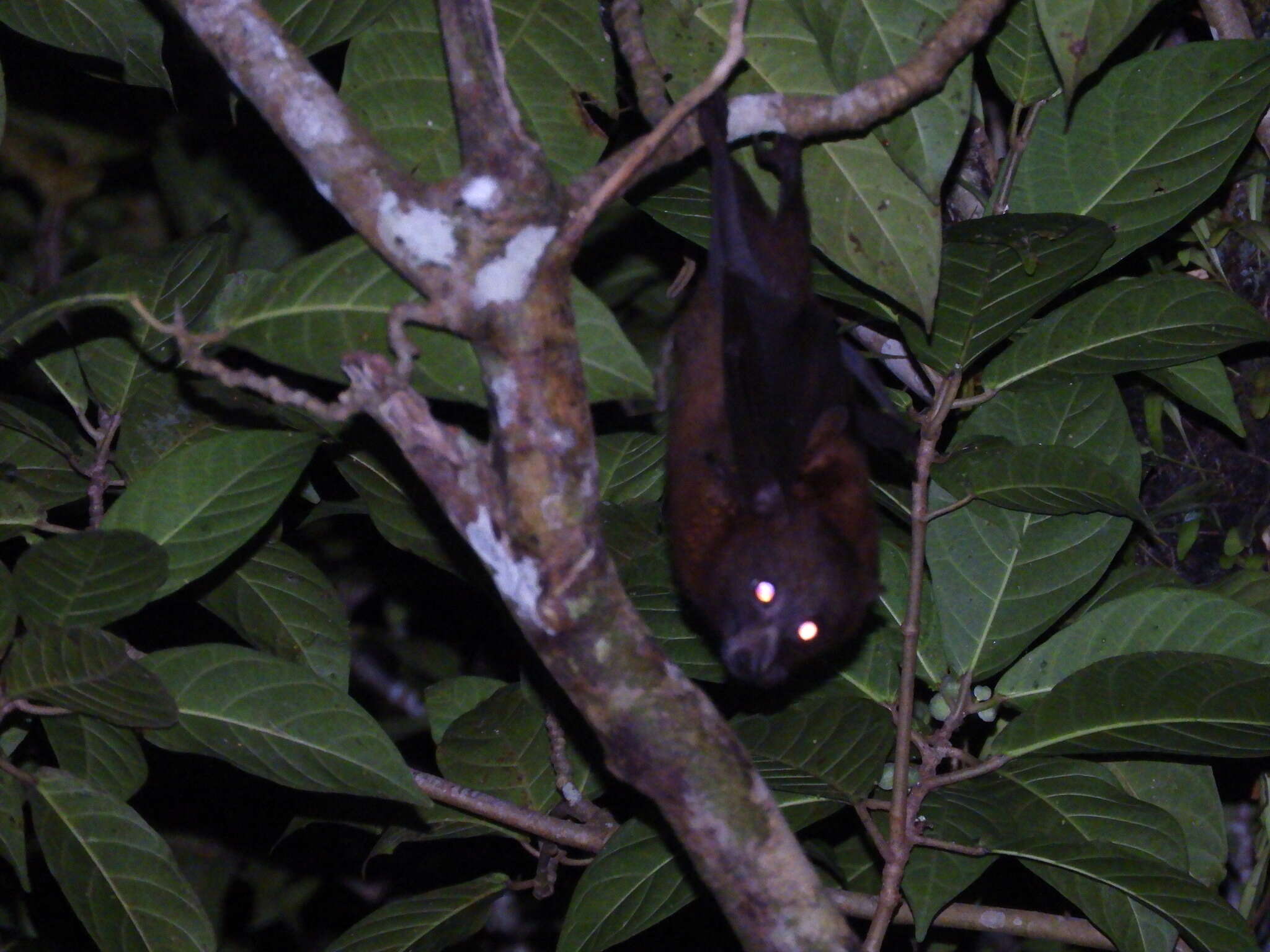 Image of Admiralty Flying Fox