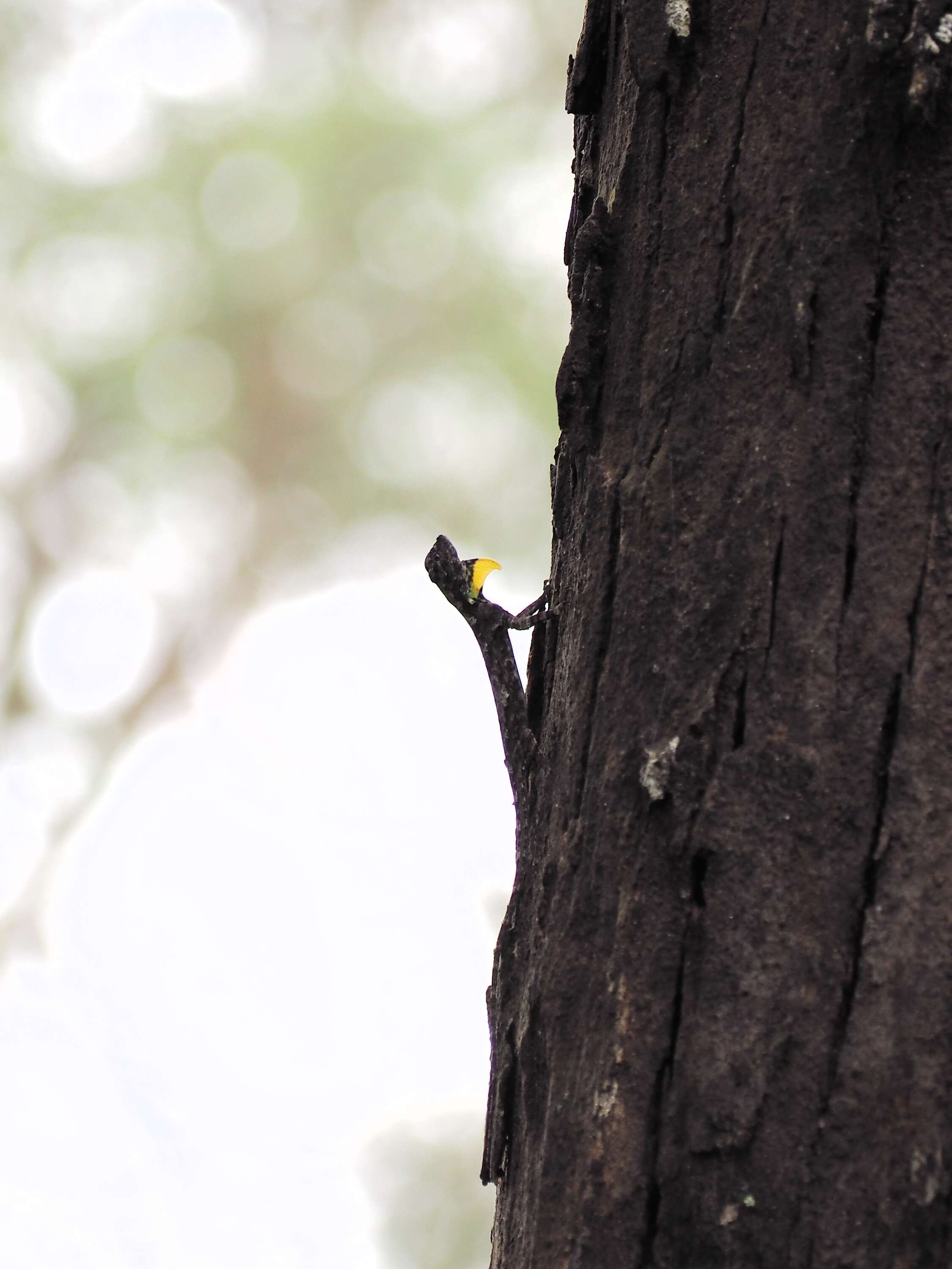 Image of Indian flying lizard