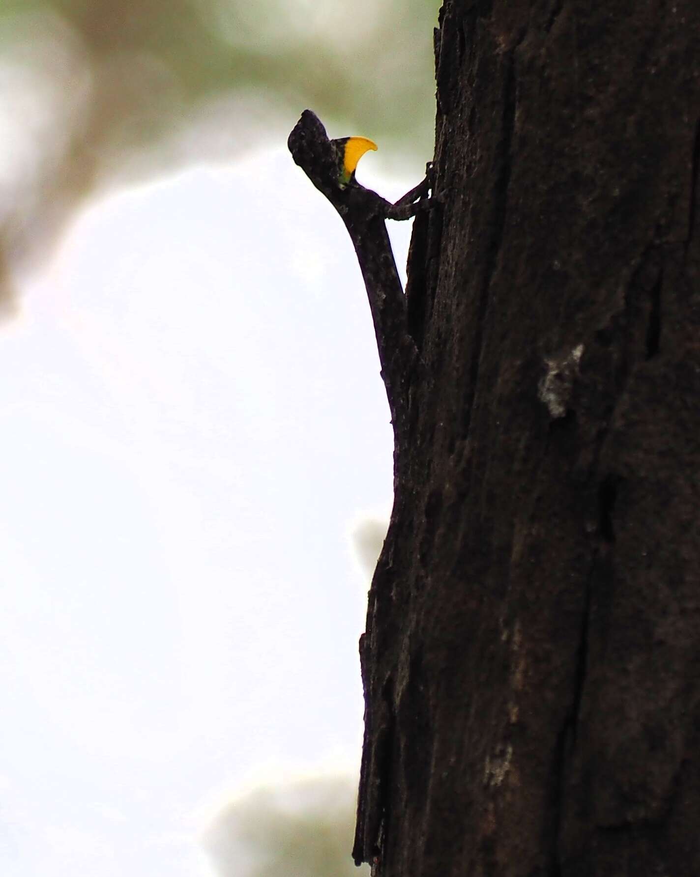 Image of Indian flying lizard