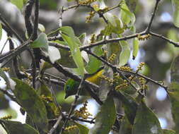 Imagem de Chlorophonia cyanea (Thunberg 1822)