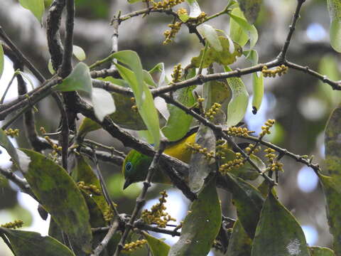 Image of Blue-naped Chlorophonia