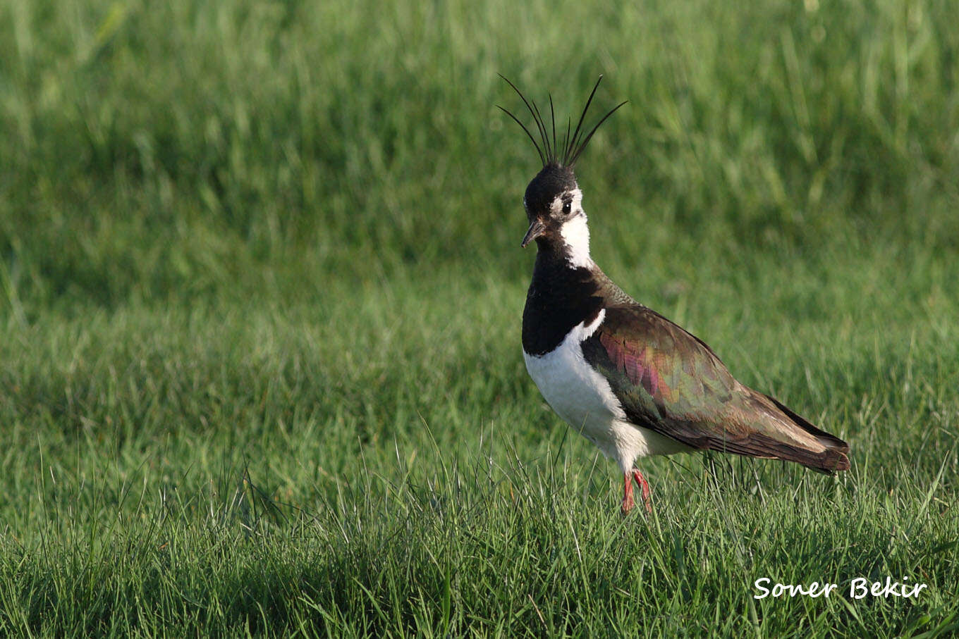 Image of Lapwing