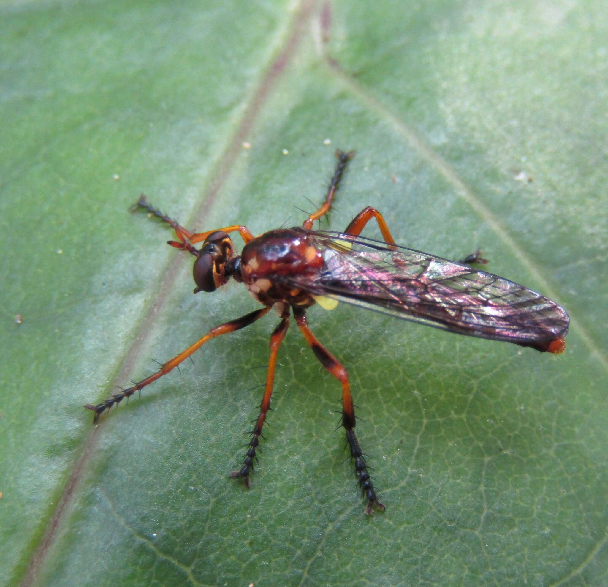 صورة Saropogon antipodus Schiner 1868