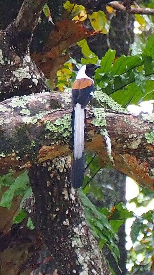 Image of White-bellied Treepie