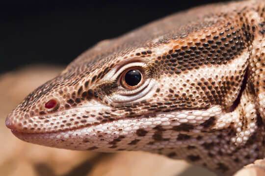 Image of ridge-tailed monitor