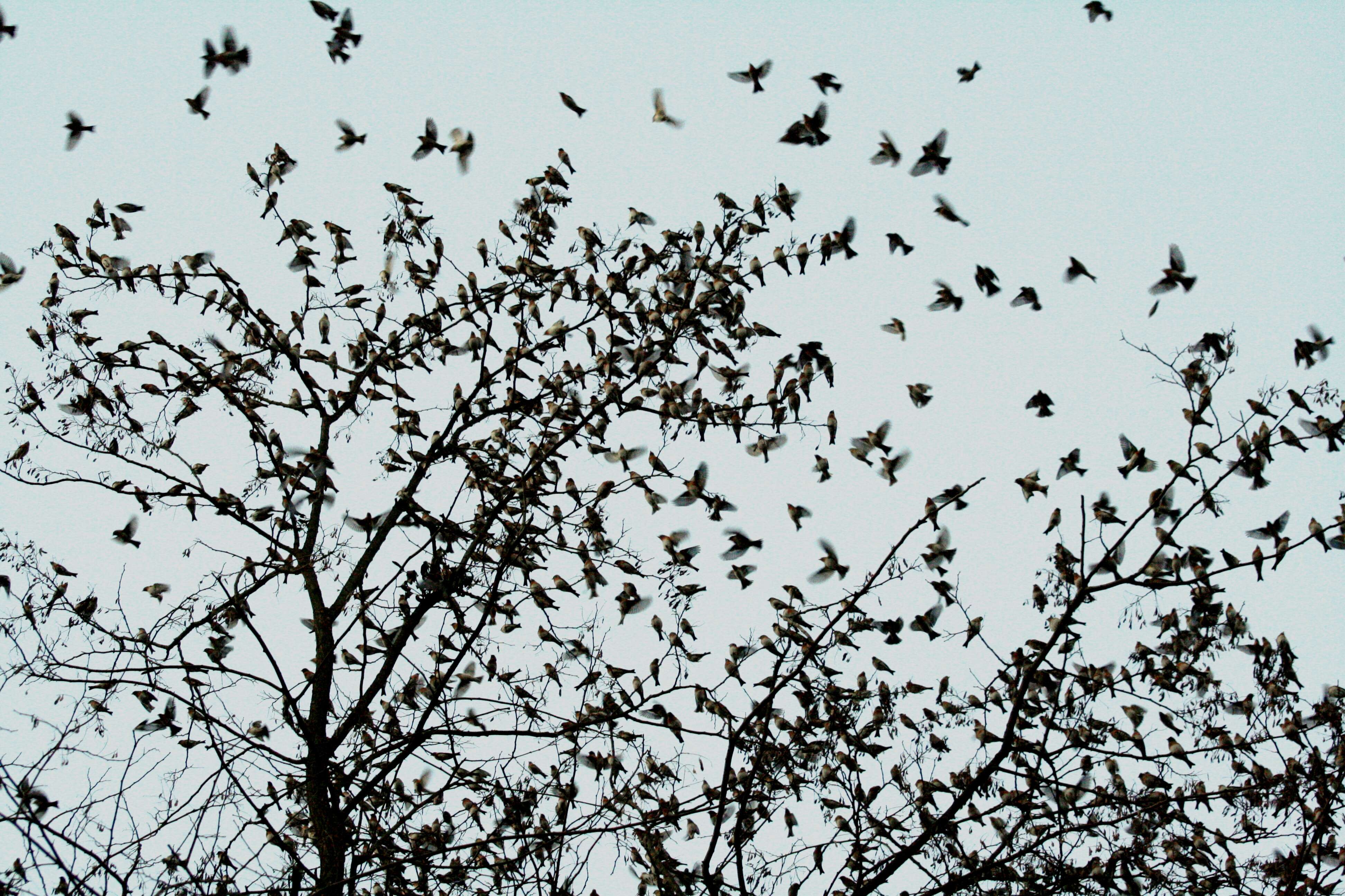 Image of Brambling