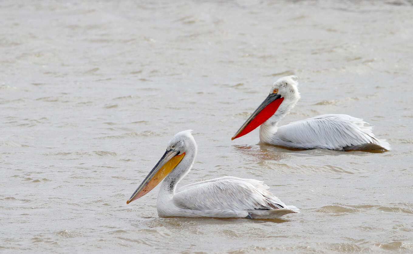 Image of Dalmatian Pelican