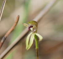 Plancia ëd Caladenia transitoria D. L. Jones