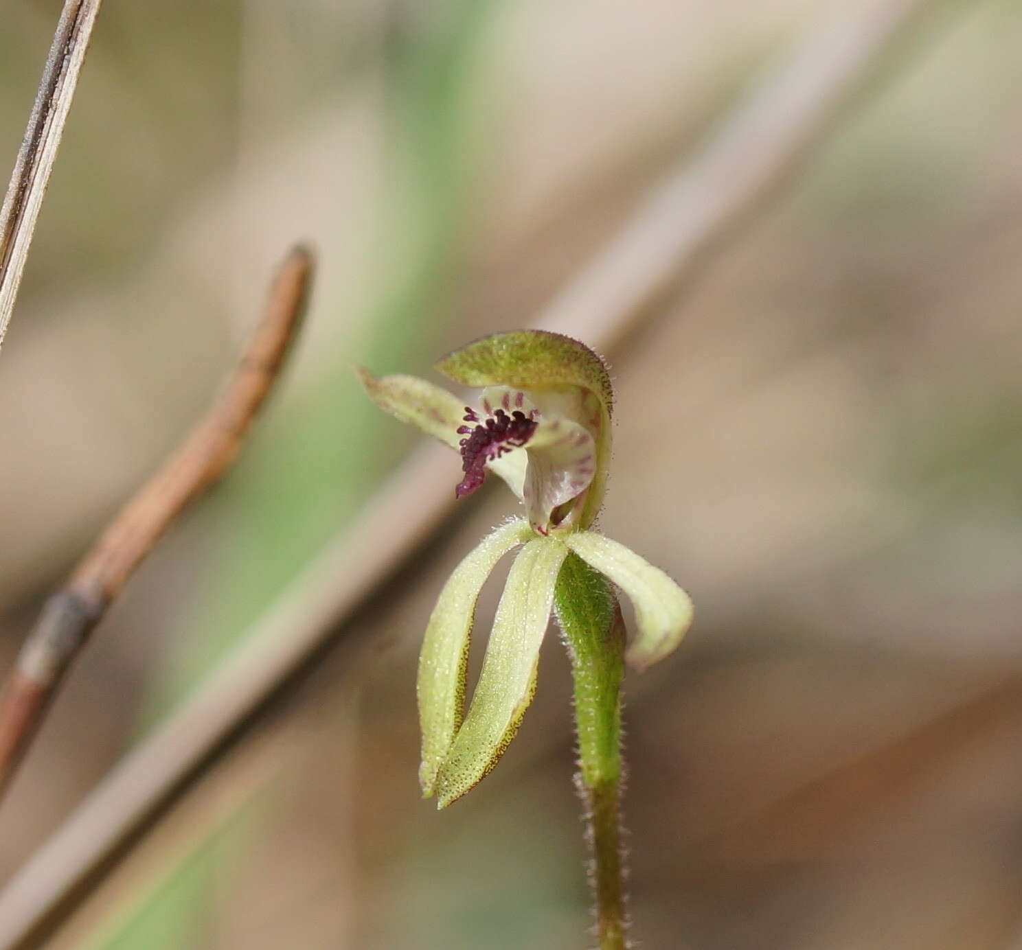 Image of Green caps