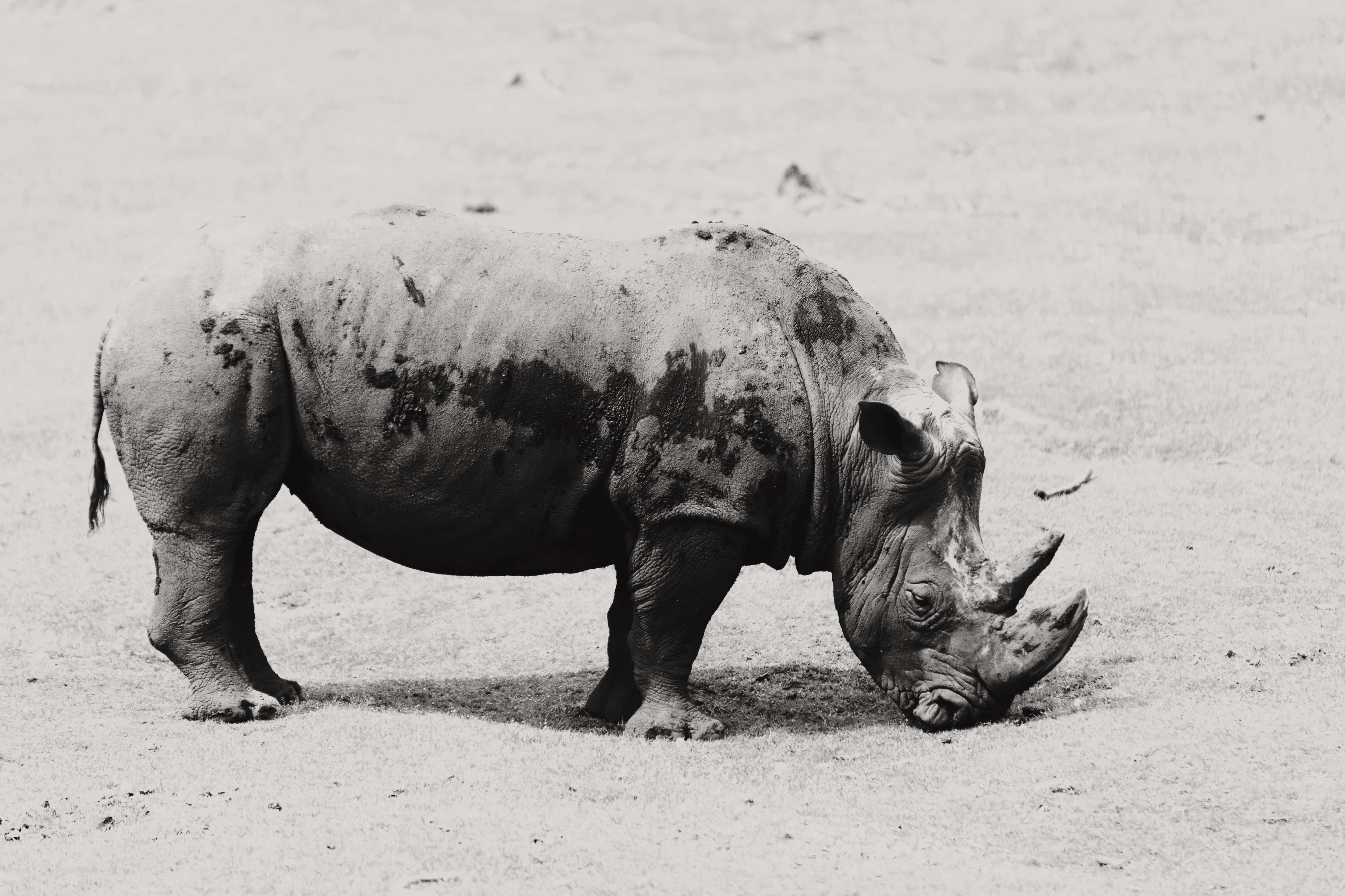 Image of Grass Rhinoceros