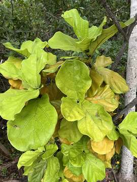 Image of fiddle-leaf fig