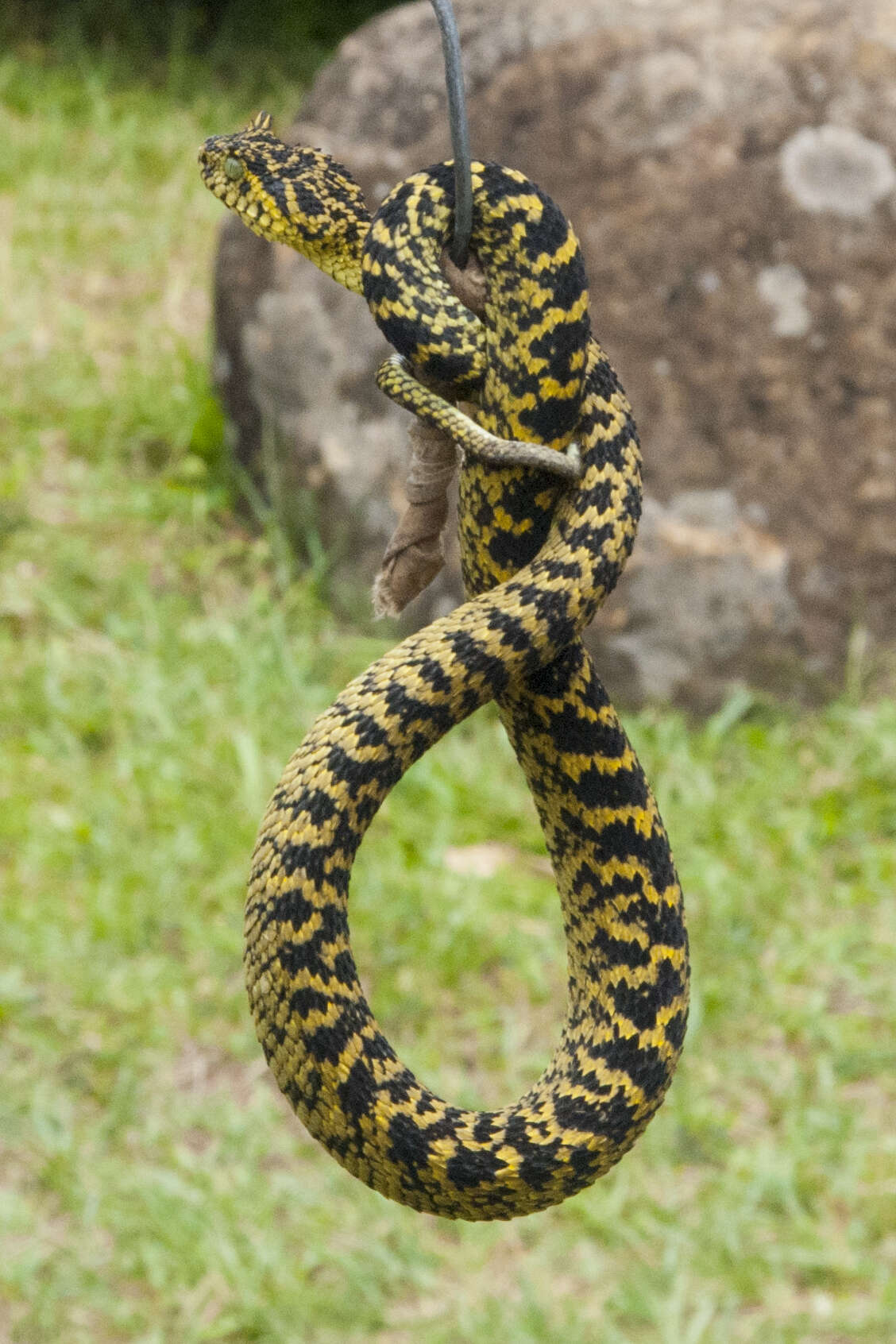 Imagem de Atheris ceratophora Werner 1896