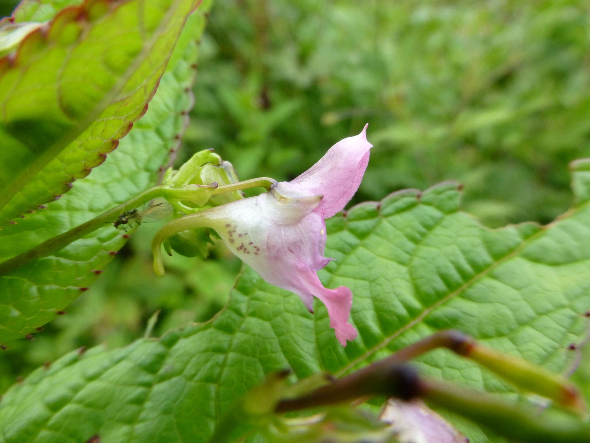 Impatiens chungtienensis Y. L. Chen resmi