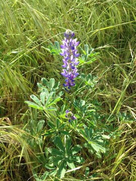 Image of hollowleaf annual lupine