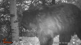 Image of West Mexican Black Bear