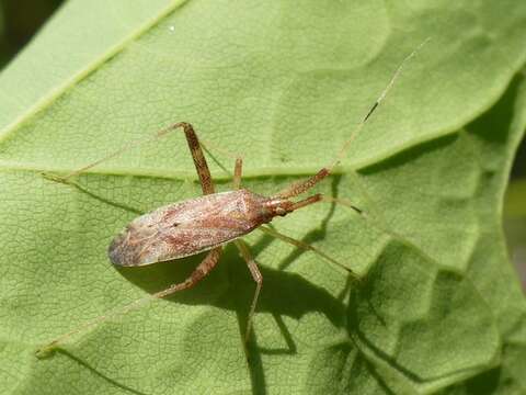 Image of Phytocoris lasiomerus Reuter 1909