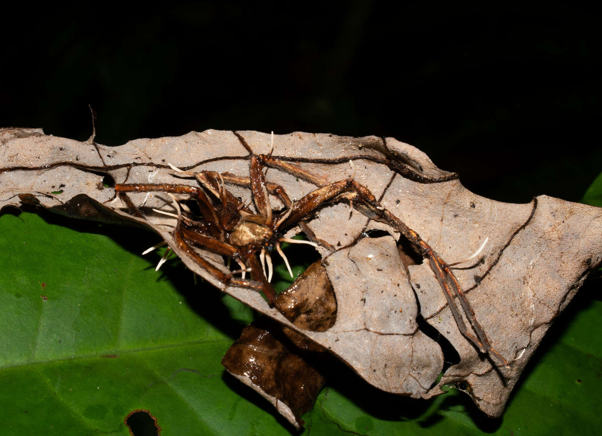 Image of Ophiocordyceps engleriana (Henn.) G. H. Sung, J. M. Sung, Hywel-Jones & Spatafora 2007