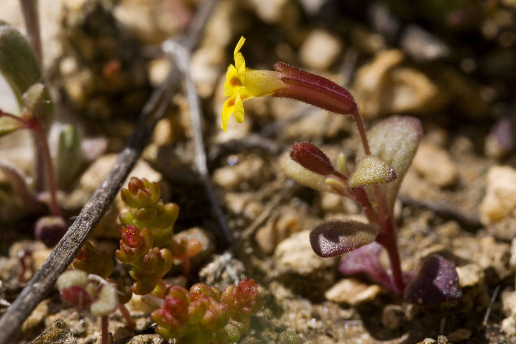 Erythranthe rubella (A. Gray) N. S. Fraga resmi